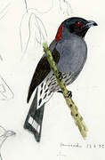 Red-crested Cotinga