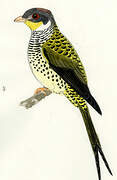 Swallow-tailed Cotinga