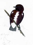 Cotinga brun