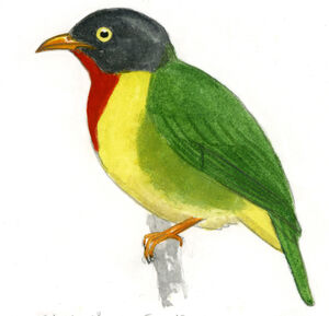 Cotinga chevalier