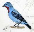 Cotinga de Cayenne