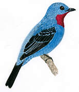 Spangled Cotinga