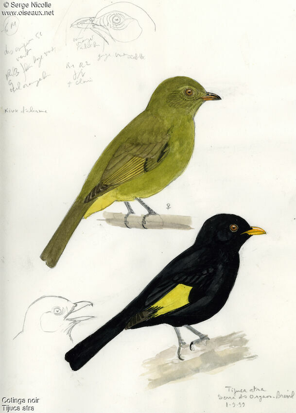 Black-and-gold Cotinga , identification