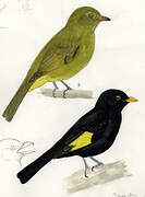 Black-and-gold Cotinga