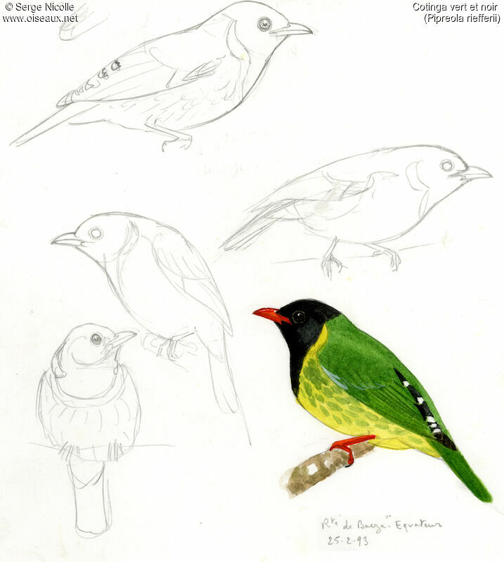 Green-and-black Fruiteater, identification