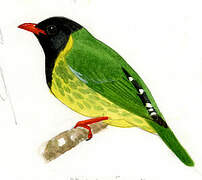 Green-and-black Fruiteater