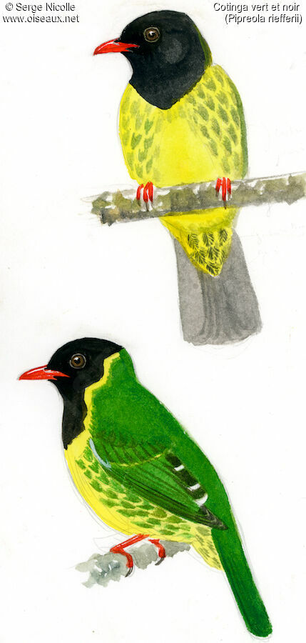 Green-and-black Fruiteater, identification