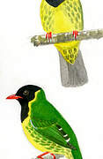 Green-and-black Fruiteater