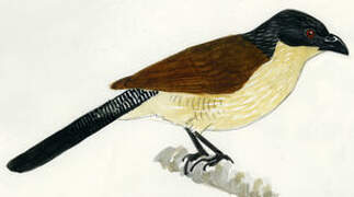 White-browed Coucal