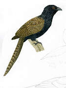 Pheasant Coucal