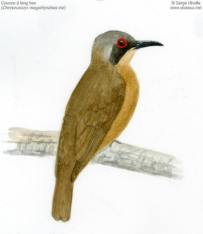 Long-billed Cuckoo, identification