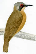 Long-billed Cuckoo