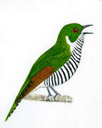 White-eared Bronze Cuckoo