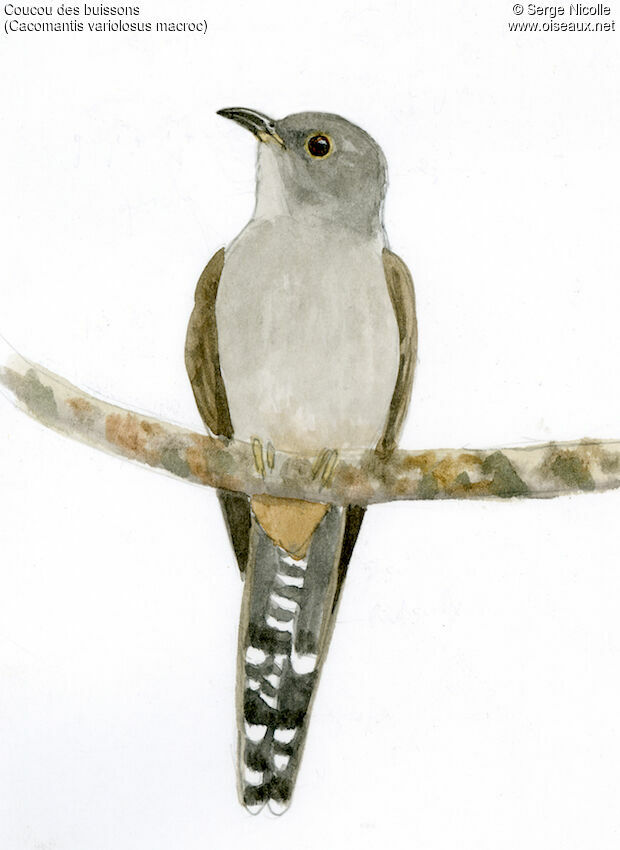 Sahul Brush Cuckooadult, identification