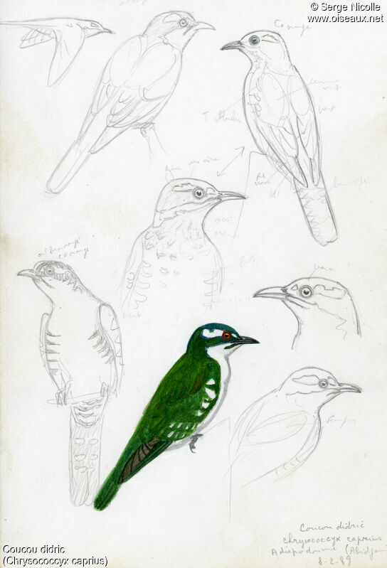 Diederik Cuckoo, identification