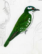 Diederik Cuckoo