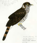 Malaysian Hawk-Cuckoo