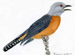 Plaintive Cuckoo