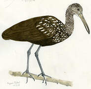 Limpkin