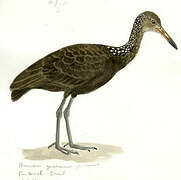 Limpkin