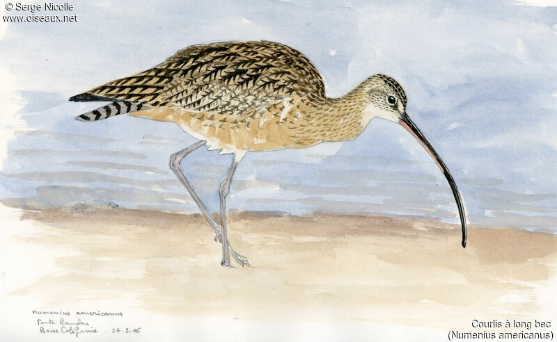 Long-billed Curlew, identification