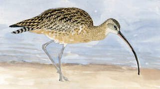 Long-billed Curlew