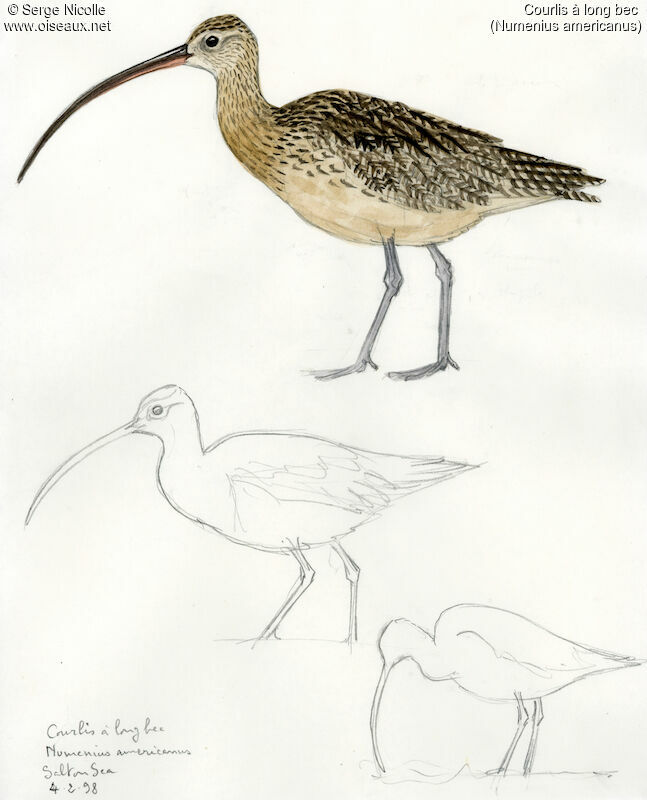 Long-billed Curlew, identification