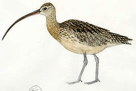 Long-billed Curlew