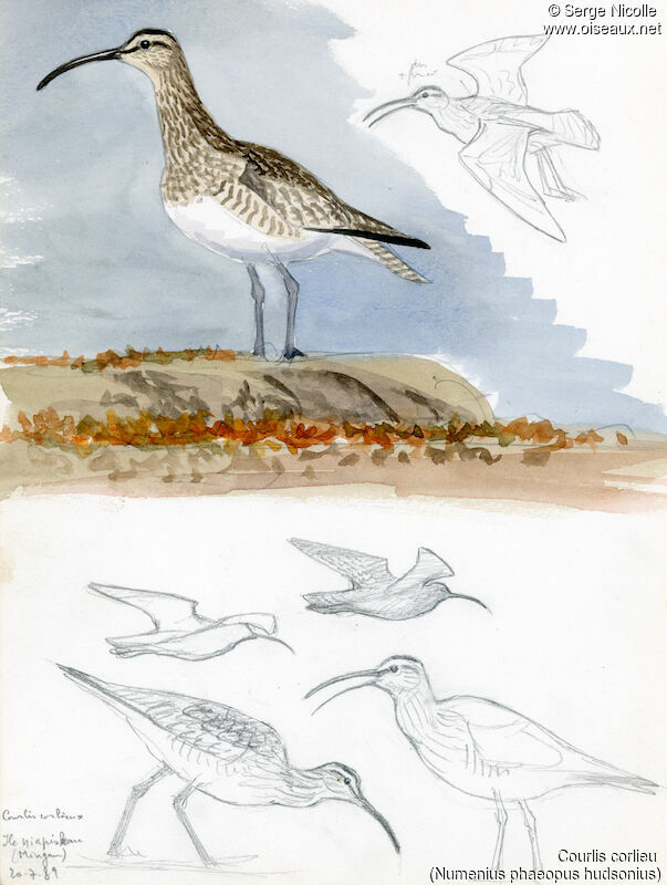 Eurasian Whimbrel, identification