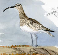 Eurasian Whimbrel