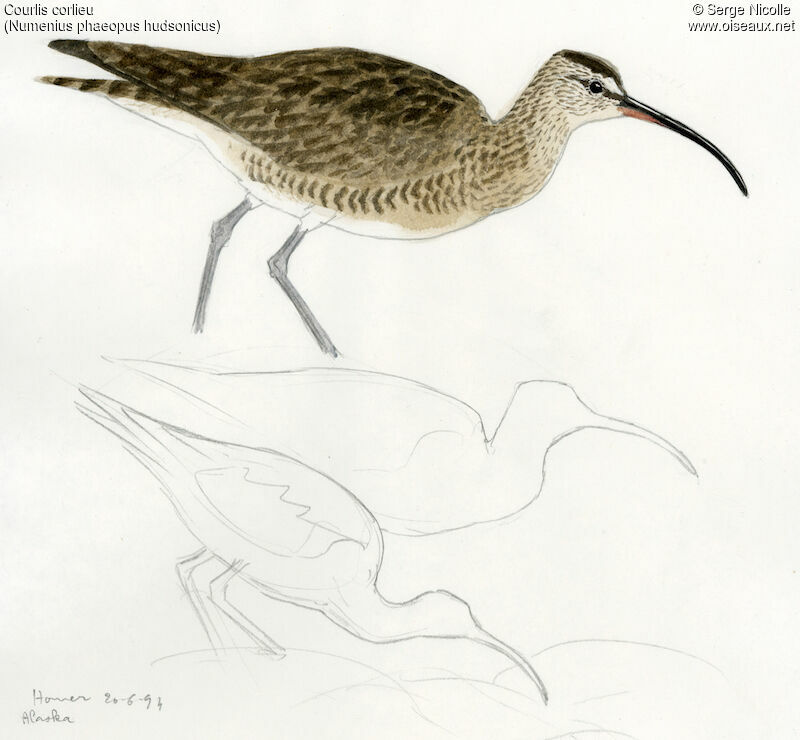 Whimbrel