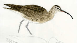 Whimbrel