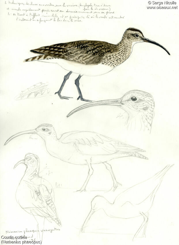 Whimbrel