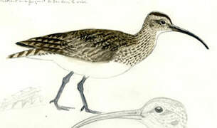 Whimbrel