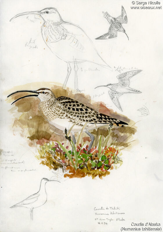 Bristle-thighed Curlew, identification