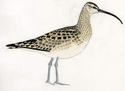 Bristle-thighed Curlew