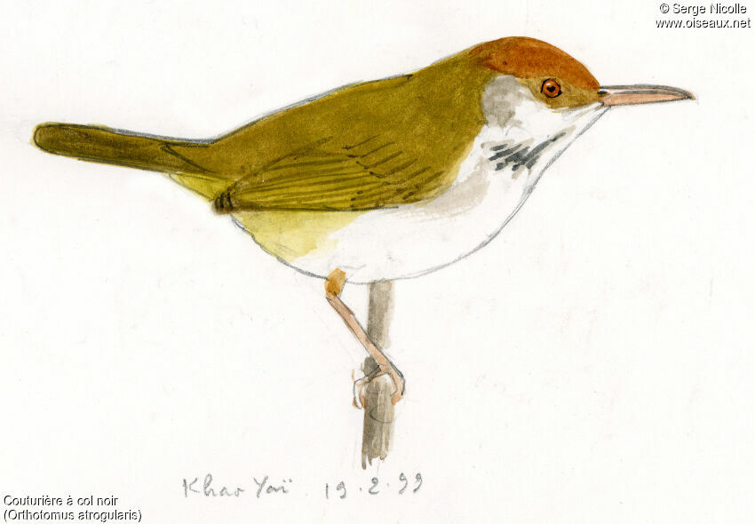 Dark-necked Tailorbird