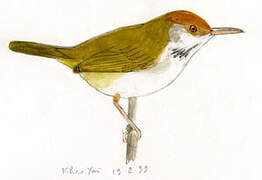 Dark-necked Tailorbird