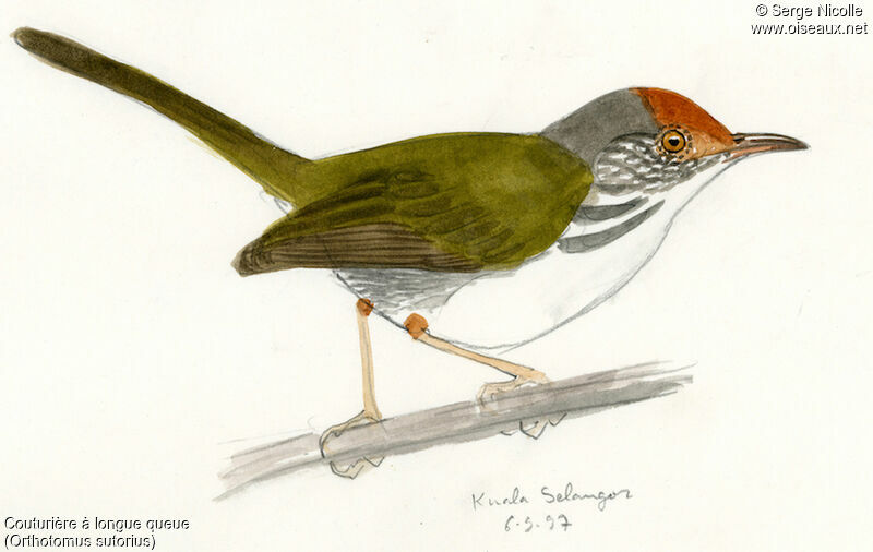Common Tailorbird, identification