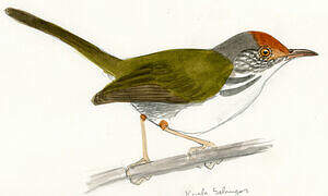 Common Tailorbird