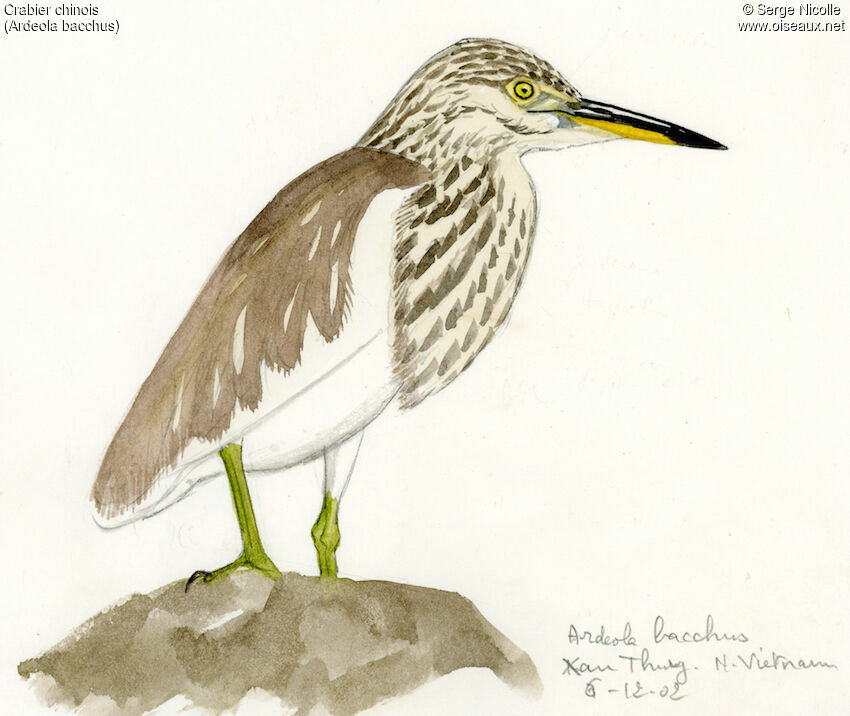 Chinese Pond Heron, identification