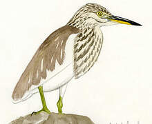 Chinese Pond Heron