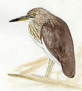 Chinese Pond Heron