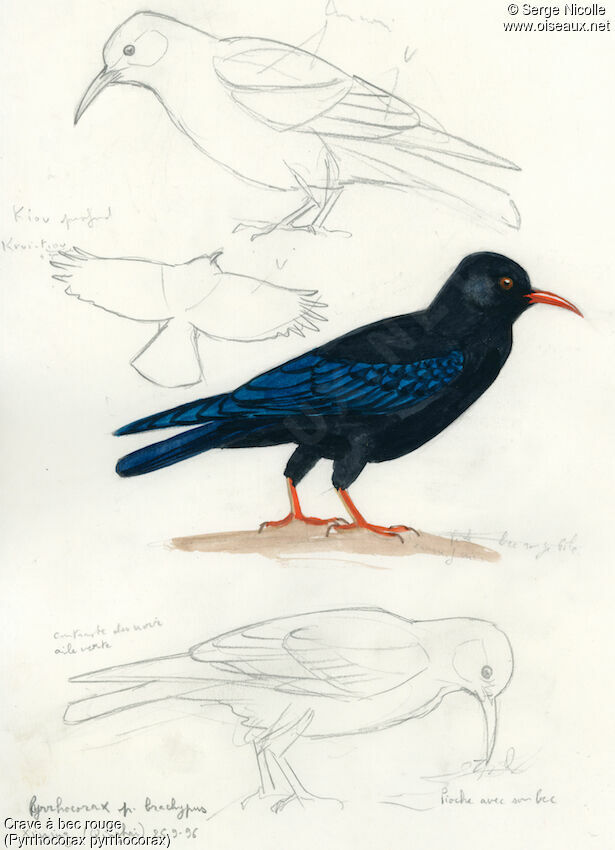 Red-billed Chough, identification