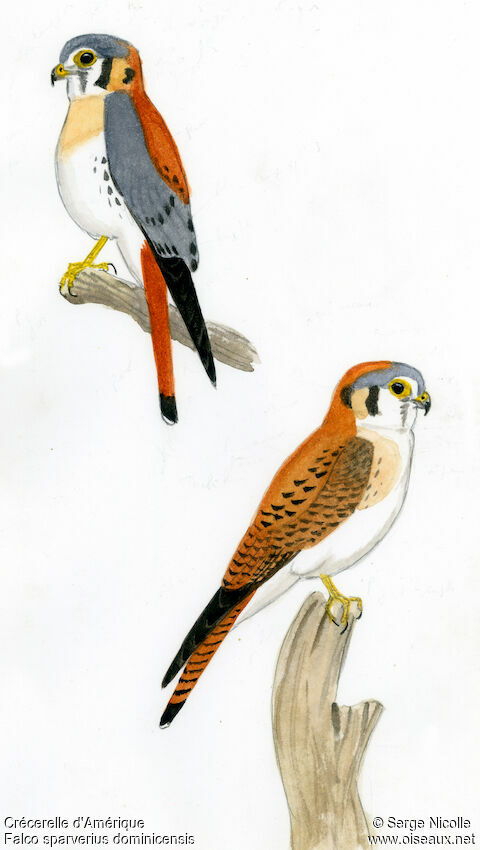 American Kestrel , identification