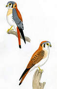 American Kestrel