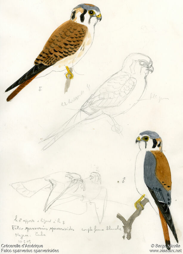 American Kestrel , identification