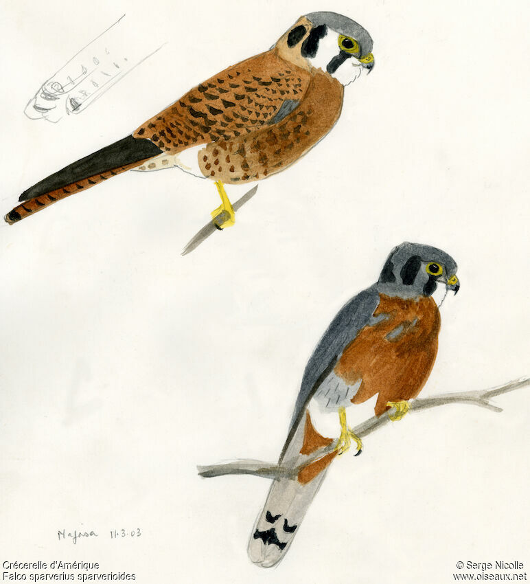 American Kestrel , identification