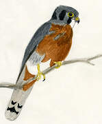 American Kestrel