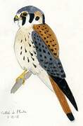 American Kestrel